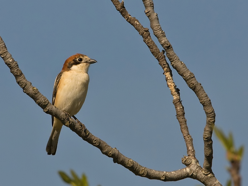 Lanius senator Roodkopklauwier Woodchat Shrike